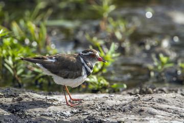 Three-banded Plover in Kruger National park, South Africa