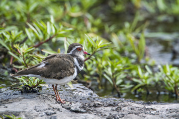 Three-banded Plover in Kruger National park, South Africa