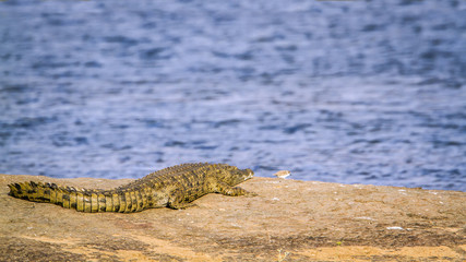 Fototapeta premium Nile crocodile in Kruger National park, South Africa