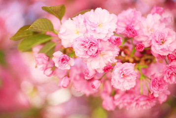 Naklejka na ściany i meble Spring Blossom. Beautiful Pink Flowers. Sakura