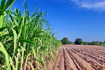 Sugar cane plantation with blue sky