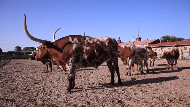 Longhorn cattles at a ranch in Texas, USA