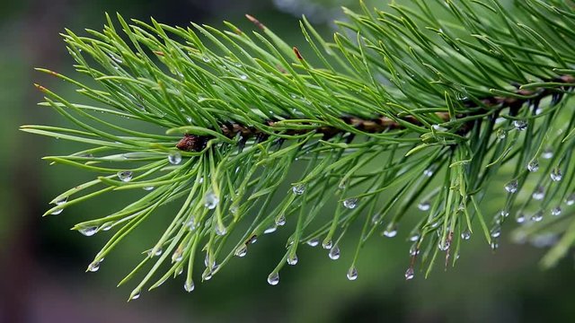 ветка сосны с капельками воды