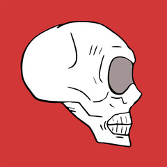 Skull illustration