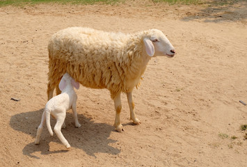 Fototapeta premium Baby lambs suckle milk from mother sheep