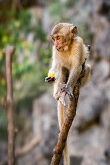 baby long-tailed crab-eating macaque on a branch