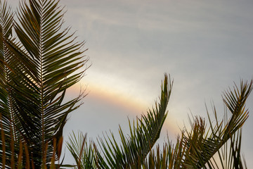 rainbow throw the palm leaves
