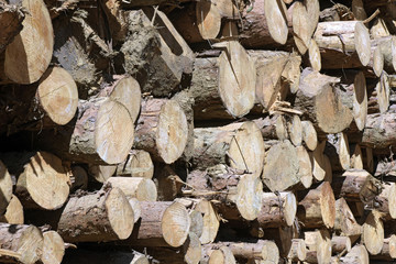 Logs stacked with cross-sectional view