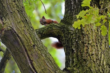 Eichhörnchen mit  Futter