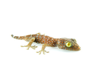 gecko
