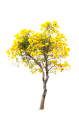 yellow flower and tree