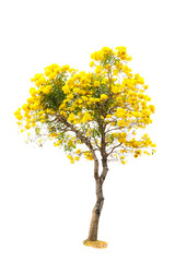 yellow flower and tree