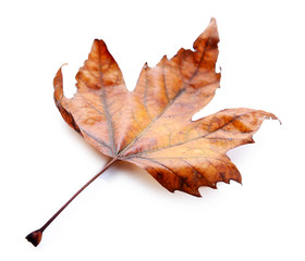 Golden autumn leaf isolated on white background