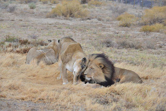A Pair of Lions in love on a South African game reserve.
