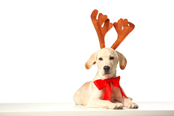 Beautiful Labrador retriever with red bow and decorative deer horns isolated on white background