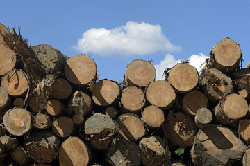 Logs stacked with cross view under blue sky