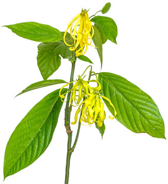 rameau d'ylang-ylang sur fond blanc 