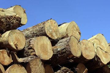 Logs stacked with cross view under blue sky