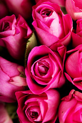 Close up pink rose background