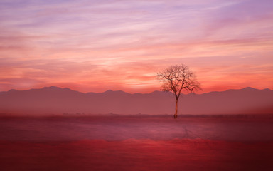 Fototapeta na wymiar Lonely tree on the ground with evening mist