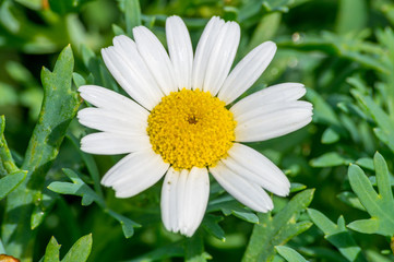 Fototapeta premium Marguerite closeup