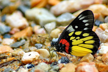 The Hill Jezebel. Delias belladonna hedybia butterfly