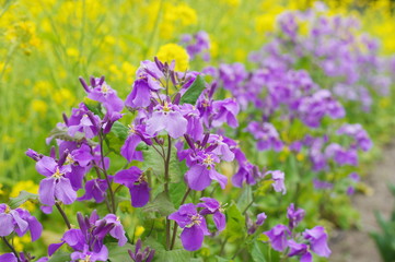 紫花菜と菜の花の花壇