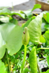 ladybug on flower bud