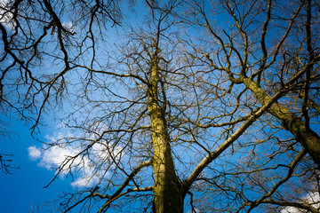 Branches of a tree without leaves on a background of blue sky