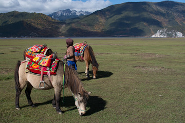 Horses for tourist in grass field at Shangri-La, China