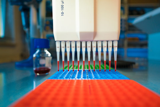 multi-channel pipet used for pipetting a 96 well plate with pink