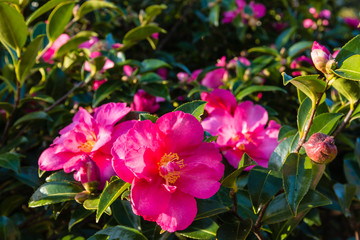 pink camellia flowers in bloom