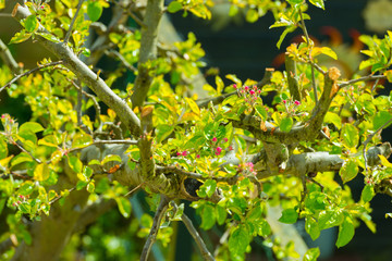 Blossoming tree in spring