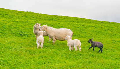 Fototapeta premium Sheep walking on a dike in spring