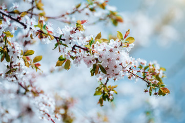 Spring flowers
