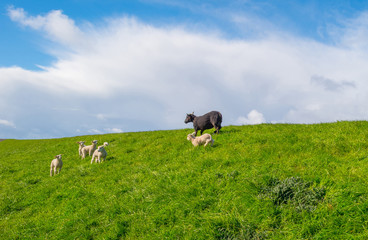 Sheep walking on a dike in spring