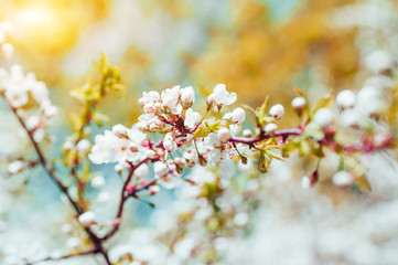 Spring flowers