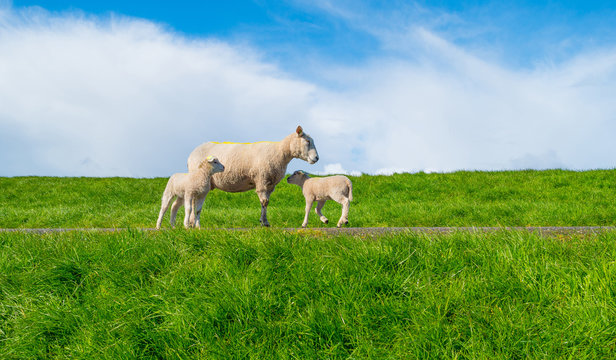 Sheep walking on a dike in spring
