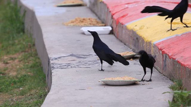 Black raven birds at the feeding place in Galveston Island, Texas, USA