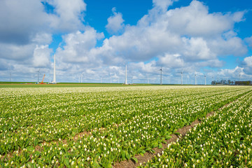 Tulips in a field in spring
