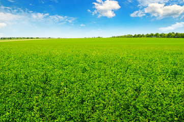 green field and blue sky with light clouds