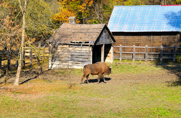 Young aurochs in the reserve