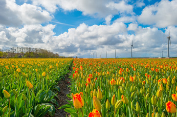 Tulips in a field in spring
