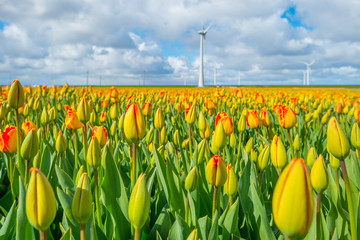 Tulips in a field in spring
