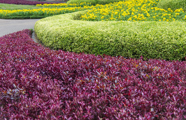 Colourful of landscape in beautiful garden flowers