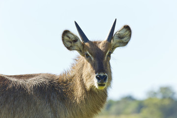 Profile of a waterbuck