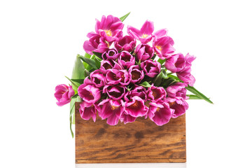 Tulips in the box on white background