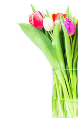Tulips on white background