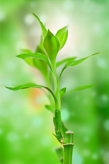 Fototapeta na wymiar Fresh bamboo stem on green background