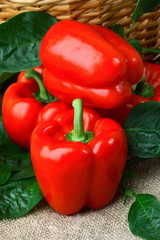 Red and green pepper still life